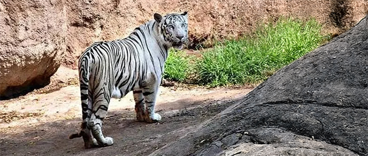 Development of White Tiger Safari
